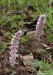 podbílek šupinatý (Rostliny), Lathraea squamaria (Plantae)